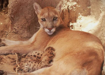 Nacen tres crías de puma en el Centro Ecológico de Sonora