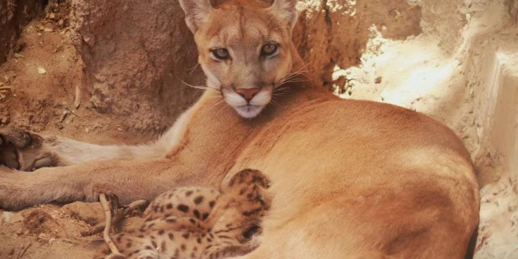 Nacen tres crías de puma en el Centro Ecológico de Sonora