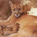 Nacen tres crías de puma en el Centro Ecológico de Sonora