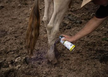 México frena importaciones de ganado de EU por casos de gusano barrenador
