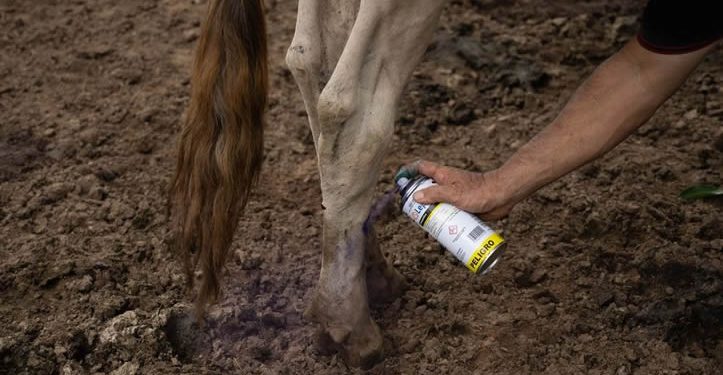 México frena importaciones de ganado de EU por casos de gusano barrenador