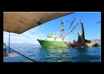 Denuncian Comca’ac presunta pesca ilegal de sardina en el Canal del Infiernillo