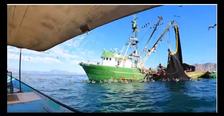 Denuncian Comca’ac presunta pesca ilegal de sardina en el Canal del Infiernillo