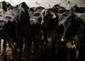 Por gusano barrenador, se suspende el ingreso de animales vivos de EU a México