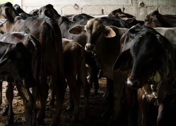 Por gusano barrenador, se suspende el ingreso de animales vivos de EU a México