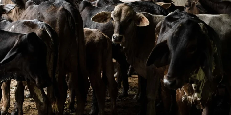 Por gusano barrenador, se suspende el ingreso de animales vivos de EU a México