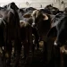 Por gusano barrenador, se suspende el ingreso de animales vivos de EU a México