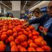 Precio del jitomate ya bajó a 48 pesos gracias al acuerdo para evitar intermediarios: Sheinbaum