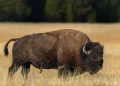 Un niño de 12 años, hospitalizado tras ser embestido por un bisonte de 900 kilos en el parque de Yellowstone