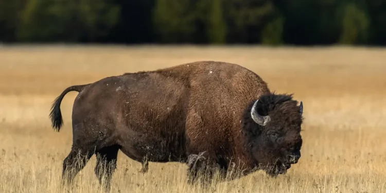 Un niño de 12 años, hospitalizado tras ser embestido por un bisonte de 900 kilos en el parque de Yellowstone