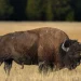 Un niño de 12 años, hospitalizado tras ser embestido por un bisonte de 900 kilos en el parque de Yellowstone