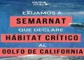 Solicitan declarar el Golfo de California como Hábitat Crítico