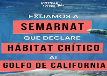 Solicitan declarar el Golfo de California como Hábitat Crítico