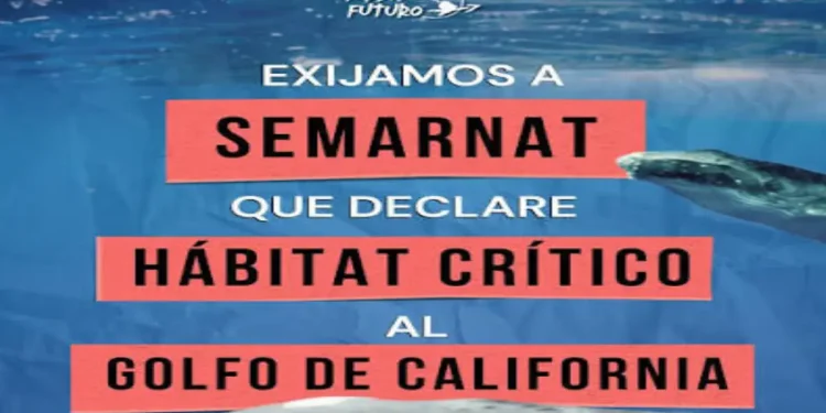 Solicitan declarar el Golfo de California como Hábitat Crítico