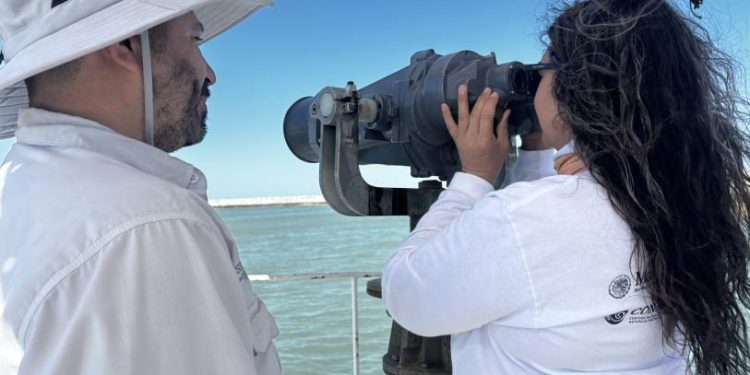 Día Mundial de la Vaquita Marina; participación comunitaria clave en su conservación