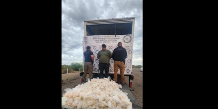 Aseguran 200 kilos de metanfetamina en carretera de Sonora