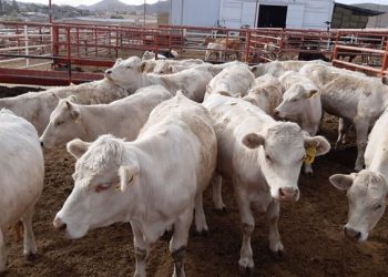 Sonora instalará un nuevo punto de inspección sanitaria contra el gusano barrenador