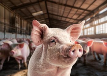 Crisis por el precio del cerdo impacta a Sonora; más de 100,000 personas podrían perder su empleo