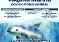 Convocan a concurso escolar para el cuidado de la vaquita marina en San Felipe