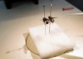 EU prueba moscas transgénicas en un intento desesperado por combatir plaga de gusano barrenador