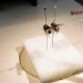 EU prueba moscas transgénicas en un intento desesperado por combatir plaga de gusano barrenador