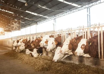 Prevén que Sonora exporte 11 mil reses tras reapertura