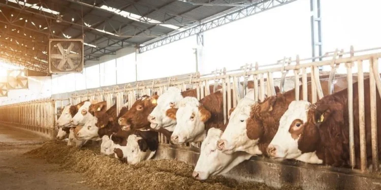 Prevén que Sonora exporte 11 mil reses tras reapertura