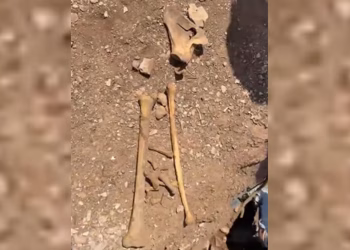 “La Fiscalía se llevó un cuerpo y dejó los demás aquí sepultados”; Ceci Flores vuelve a excavar fosa hallada en Sinaloa