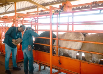 Cierre de la frontera con EU presiona al sector ganadero; carne registra una baja en sus precios