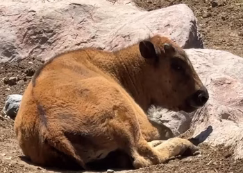 Nace Cría de Bisonte Americano en el Museo del Desierto de Saltillo
