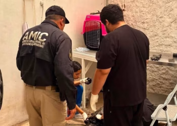 Perro en Situación de Calle Resultó con Quemaduras tras Caer en Depósito de Chapopote en Cajeme