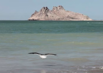Colectivo de Jóvenes Buscadores Localiza Osamenta en El Choyudo en Hermosillo