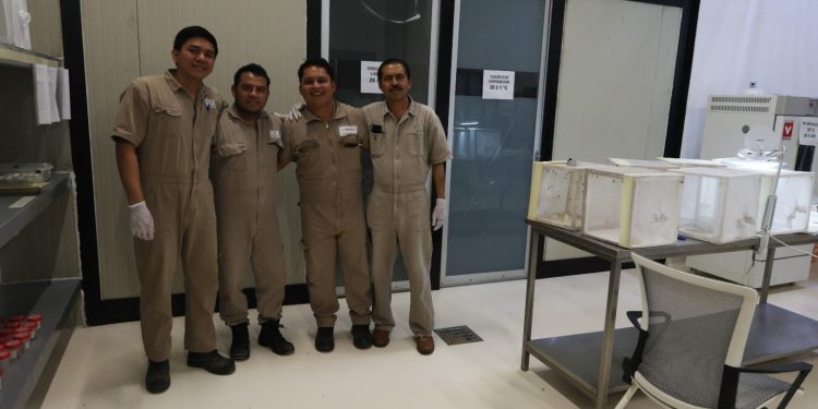 SENASICA desarrolla cepas para fortalecer combate al gusano barrenador del ganado en México