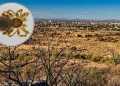 Científicos descubren nueva especie de araña en Hermosillo y la bautizan en honor al bacanora