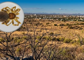 Científicos descubren nueva especie de araña en Hermosillo y la bautizan en honor al bacanora