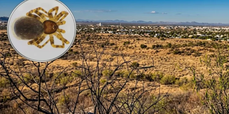 Científicos descubren nueva especie de araña en Hermosillo y la bautizan en honor al bacanora