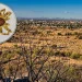 Científicos descubren nueva especie de araña en Hermosillo y la bautizan en honor al bacanora