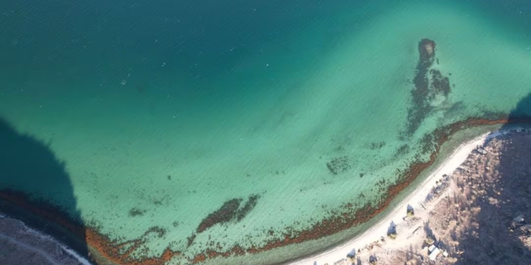 Marina activa búsqueda de la embarcación “Alabama” en Puerto Peñasco, tres personas siguen desaparecidas