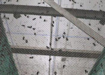 ‘Bombardearán’ México y EU con moscas estériles para rescatar la exportación ganadera