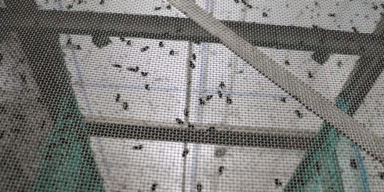 ‘Bombardearán’ México y EU con moscas estériles para rescatar la exportación ganadera