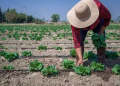 ¿Brote de Ciclosporiasis No Se Originó en México? Actualizan Análisis de Lechuga