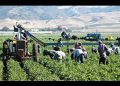 Productores alertan por crisis en campo mexicano ante la revisión anual del T-MEC