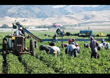 Productores alertan por crisis en campo mexicano ante la revisión anual del T-MEC