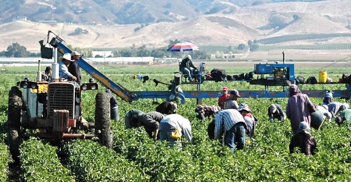 Productores alertan por crisis en campo mexicano ante la revisión anual del T-MEC