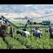 Productores alertan por crisis en campo mexicano ante la revisión anual del T-MEC