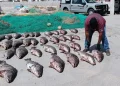 Comercio ilegal de Totoaba mantiene presión en el Golfo de California