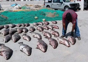 Comercio ilegal de Totoaba mantiene presión en el Golfo de California