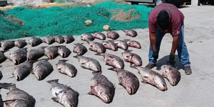 Comercio ilegal de Totoaba mantiene presión en el Golfo de California