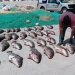 Comercio ilegal de Totoaba mantiene presión en el Golfo de California