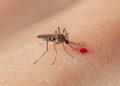 Se reportan 7 muertes y más de 3 mil casos de dengue en el país